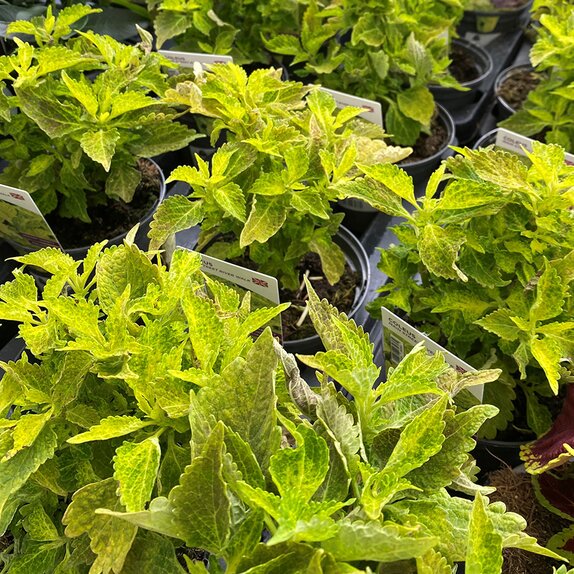 Coleus Main Street River Walk 1 litre pot