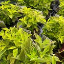 Coleus Main Street River Walk 1 litre pot