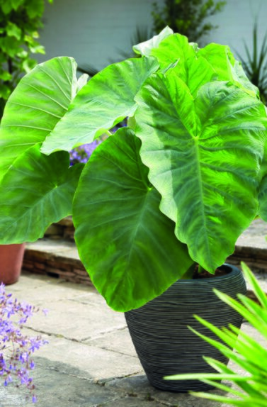 Colocasia Esculenta Giant Loose Bulb