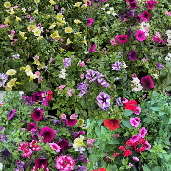 Confetti Garden Mix 1litre pot - image 1