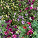 Confetti Garden Mix 1litre pot