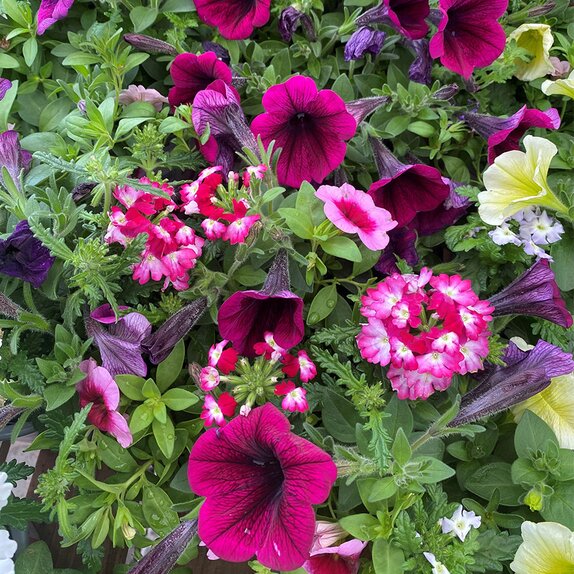 Confetti Garden Mix 1litre pot - image 2