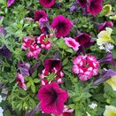Confetti Garden Mix 1litre pot - image 2