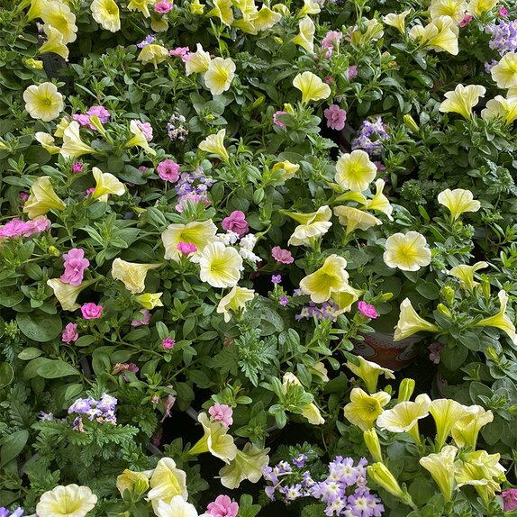 Confetti Garden Mix 1litre pot - image 5