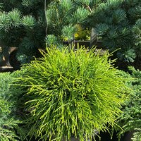 Conifers