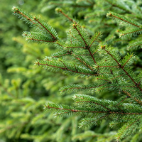 Conifers