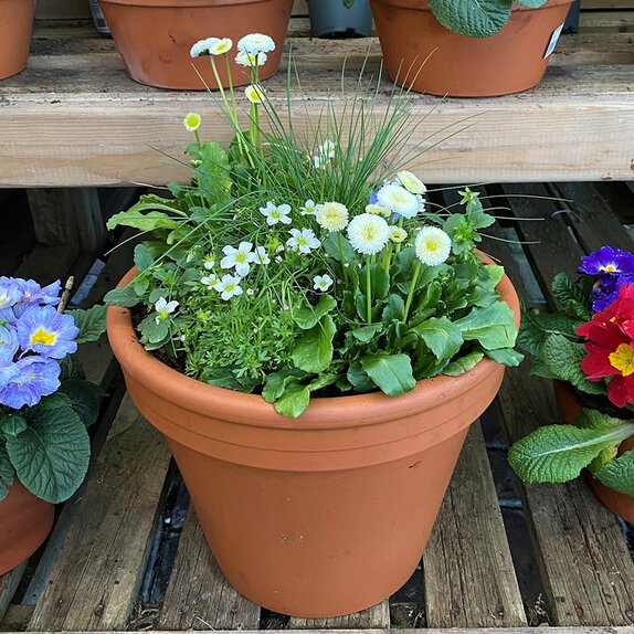 Container and Hanging Basket mix - image 1