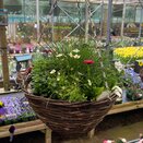 Container and Hanging Basket mix - image 2