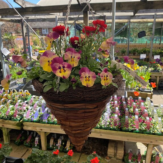 Container and Hanging Basket Spring mix - image 1