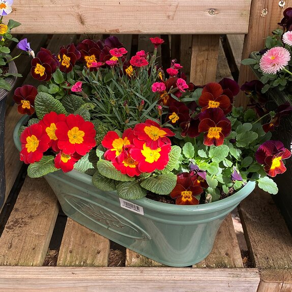 Container and Hanging Basket Spring mix - image 2