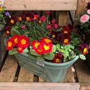 Container and Hanging Basket Spring mix - image 2