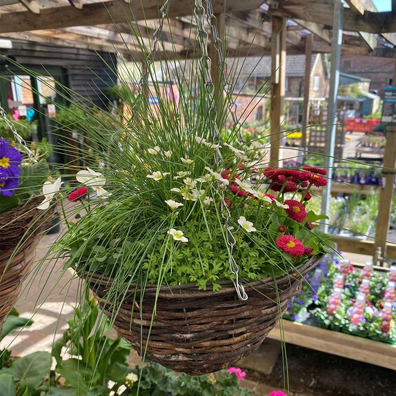 Container and Hanging Basket Spring mix - image 3