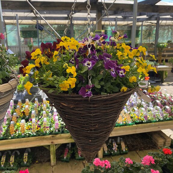 Container and Hanging Basket Spring mix - image 4