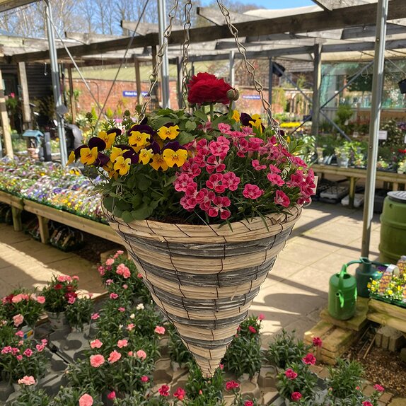 Container and Hanging Basket Spring mix - image 5