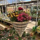 Container and Hanging Basket Spring mix - image 5