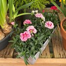 Container Dianthus Oscar Quattro - image 1