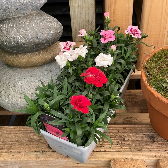 Container Dianthus Oscar Quattro - image 2