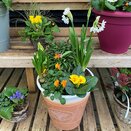 Container Early Spring Mix