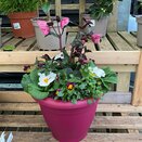 Container Early Spring Mix - image 2