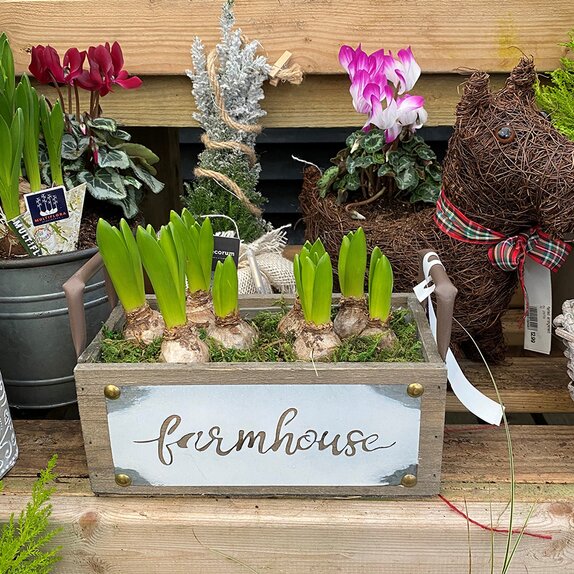 Container Hyacinth Farmhouse Box