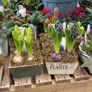 Container Hyacinth Square Box - image 1