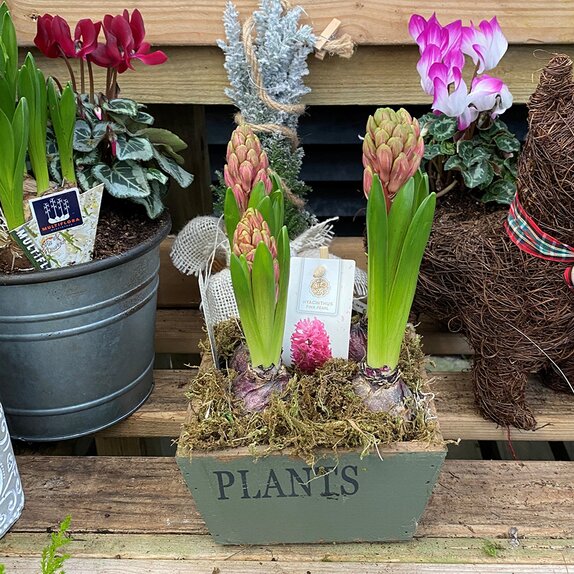 Container Hyacinth Square Box - image 2