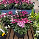 Container or Basket Autumn Mix - image 3