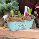 Container Oval with Hyacinth bulbs