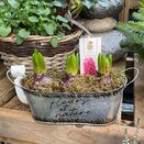 Container Oval with Hyacinth bulbs - image 2