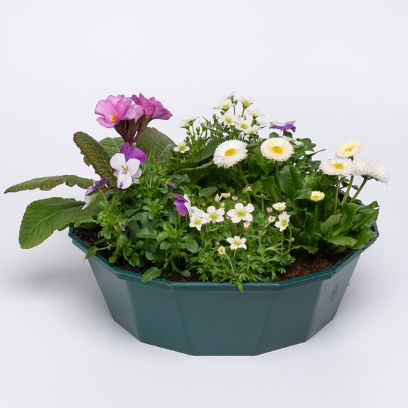 Container Pop Planter Spring Break Acapulco - image 1