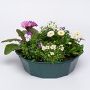 Container Pop Planter Spring Break Acapulco