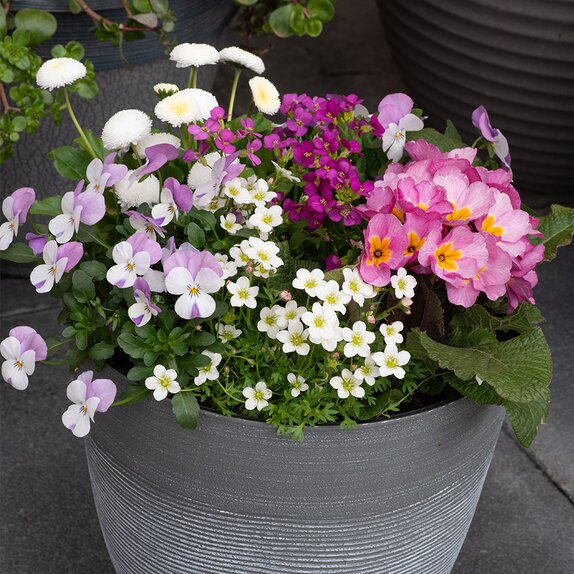 Container Pop Planter Spring Break Acapulco - image 2