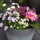 Container Pop Planter Spring Break Acapulco - image 2