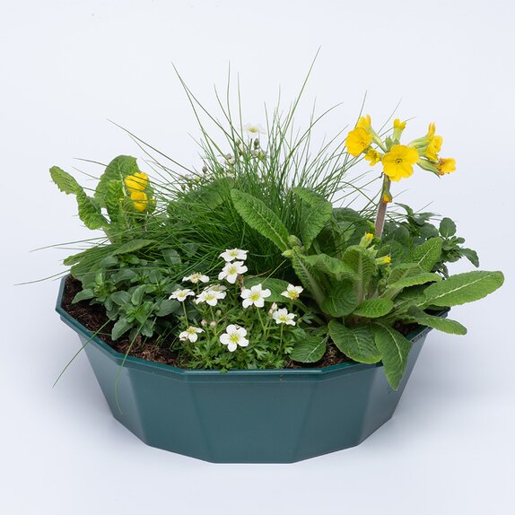 Container Pop Planter Spring Break Key West - image 1