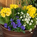 Container Pop Planter Spring Break Key West - image 2