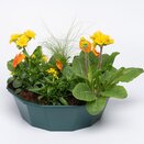 Container Pop Planter Spring Break Miami