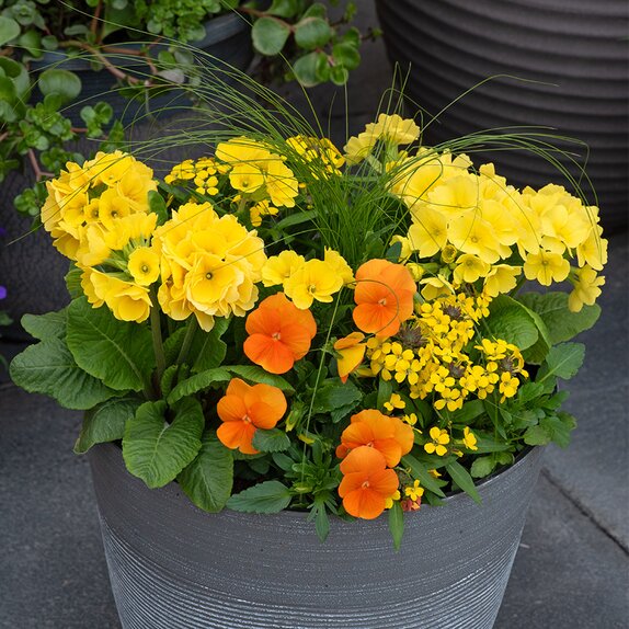 Container Pop Planter Spring Break Miami - image 2