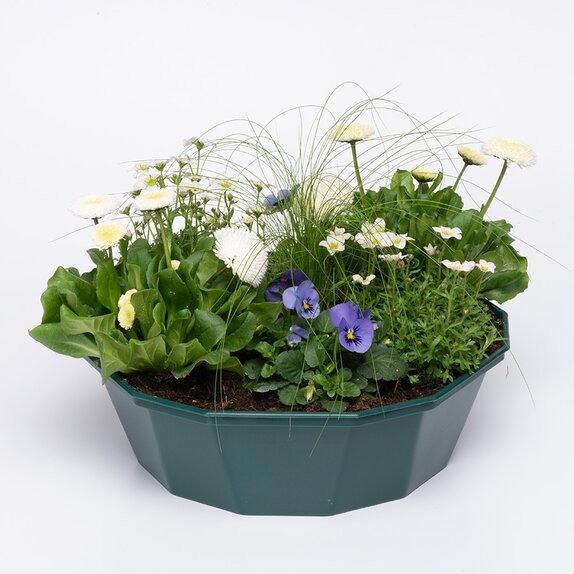 Container Pop Planter Spring Break Mykonos - image 1