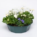 Container Pop Planter Spring Break Mykonos