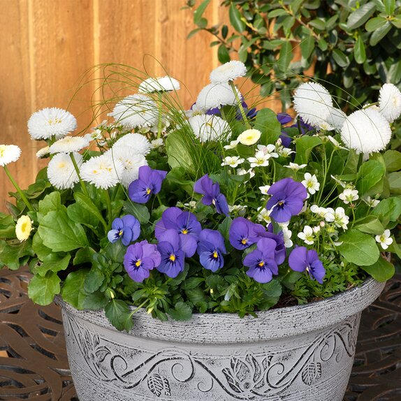 Container Pop Planter Spring Break Mykonos - image 2