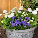 Container Pop Planter Spring Break Mykonos - image 2