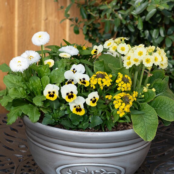 Container Pop Planter Spring Break Rimini - image 2