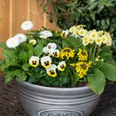 Container Pop Planter Spring Break Rimini - image 2