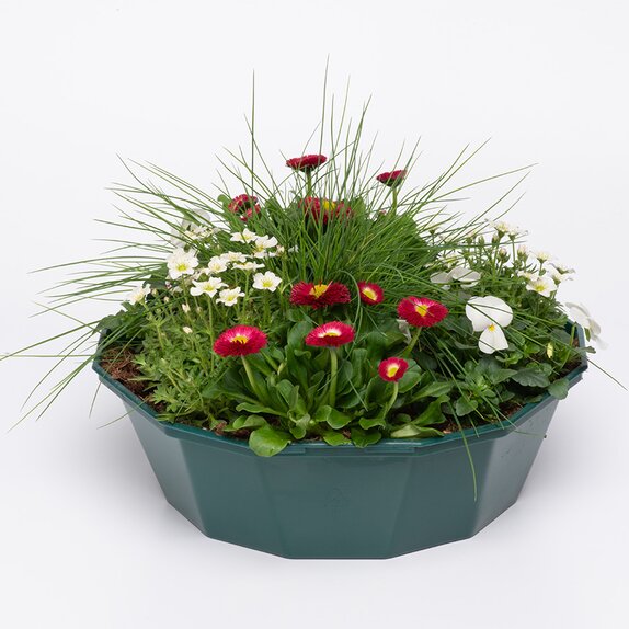 Container Pop Planter Spring Break San Diego - image 1