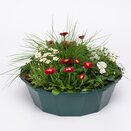 Container Pop Planter Spring Break San Diego