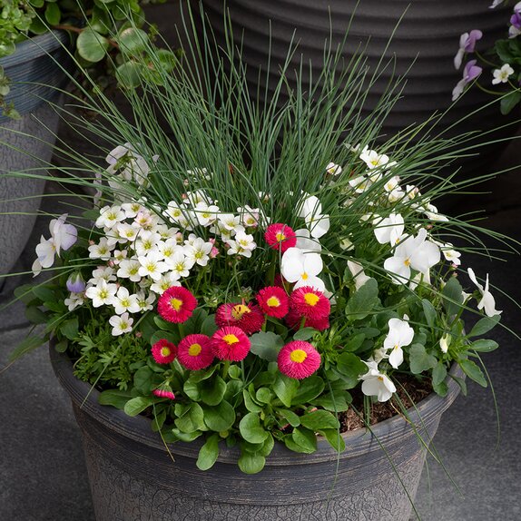 Container Pop Planter Spring Break San Diego - image 2