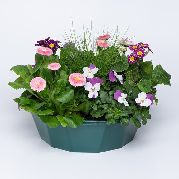 Container Pop Planter Spring Break Tenerife - image 1