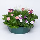 Container Pop Planter Spring Break Tenerife