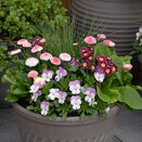 Container Pop Planter Spring Break Tenerife - image 2