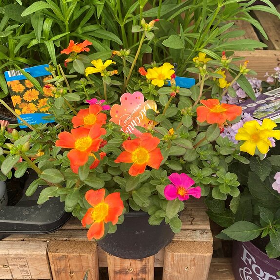 Container Portulaca Bloomigo